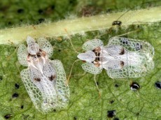 Corythucha ciliata_имаго_9